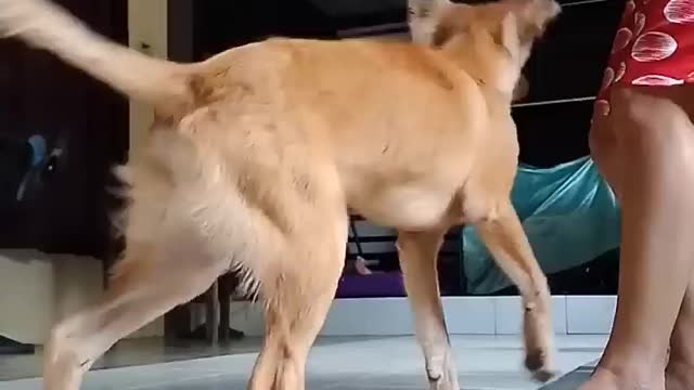 Interesting movements of this pet dog