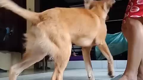 Interesting movements of this pet dog