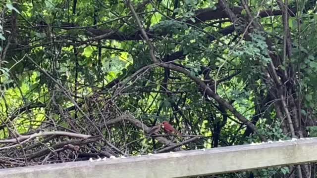 Papa Cardinal feeding baby