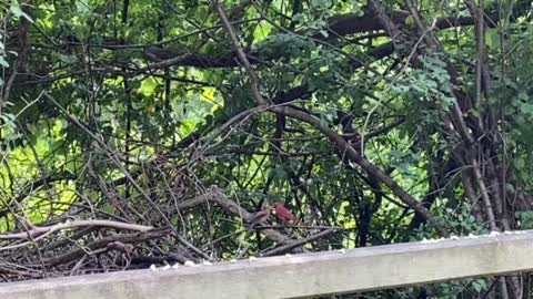 Papa Cardinal feeding baby