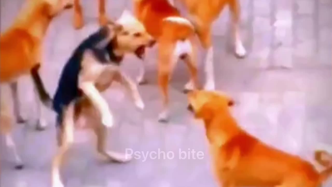 Kangaroo dog dance