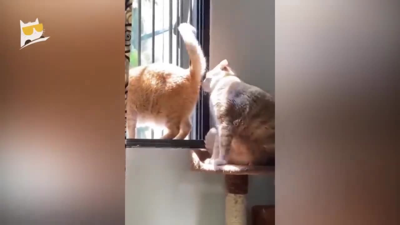 Funny cat videos