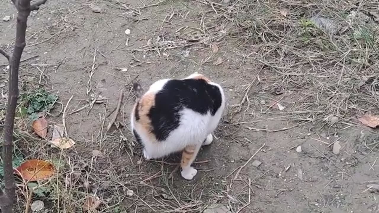 A cute kitten is walking in the yard.