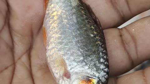 cute puti fish video in fish market l amazing fish video#shorts