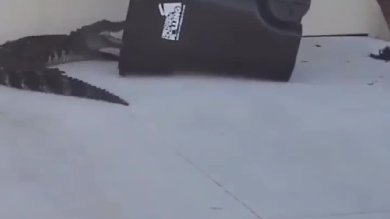 Brave man catches giant alligator in his slides!