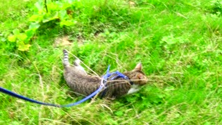 Cute Kitten Has Discovered a Mole