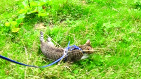 Cute Kitten Has Discovered a Mole