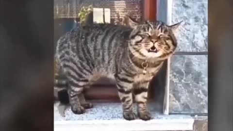 Cat Video