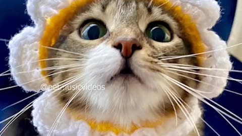 Black Cat videos