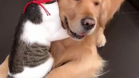 Secret Behind Golden Retrievers' Irresistible Charm - You Won't Believe What Makes Them So Popular!