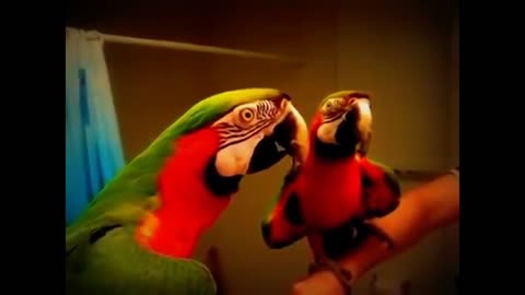 funny bird parrot_Funny and Cute Parrot