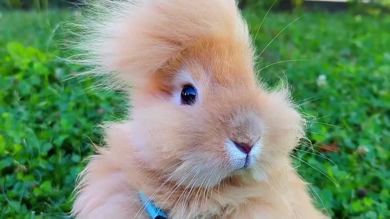 Rabbit