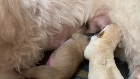BABY feeding Milk animal