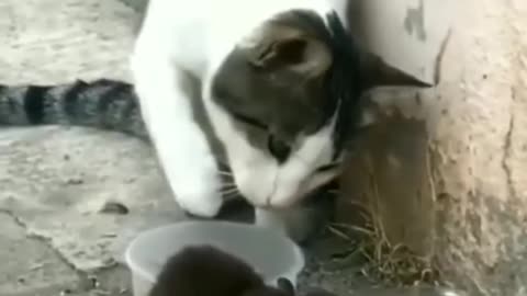 Cat plays pranks on mouse