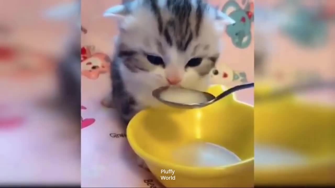 Funny cats reactions to food