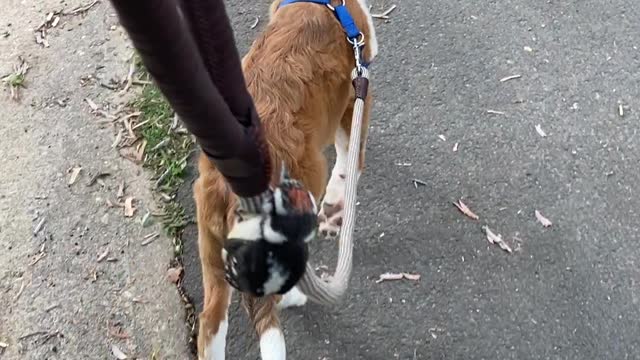 Walking the Dog and a Feathery Friend