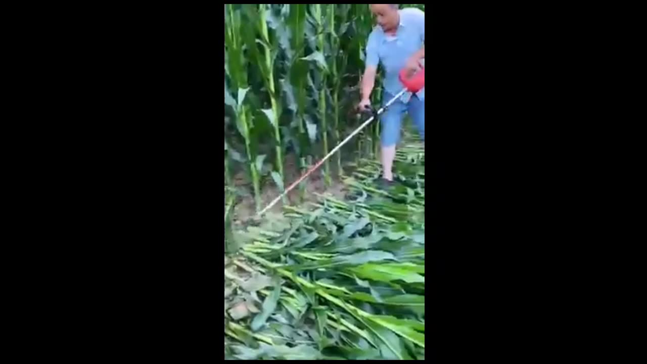 Simple And Amazing Millet cutting Technology