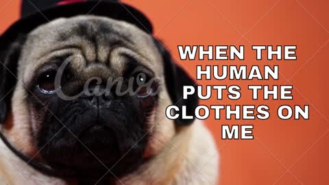 When the human puts the clothes on me