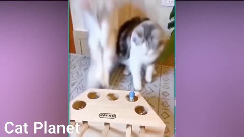 Funny cats video compilation