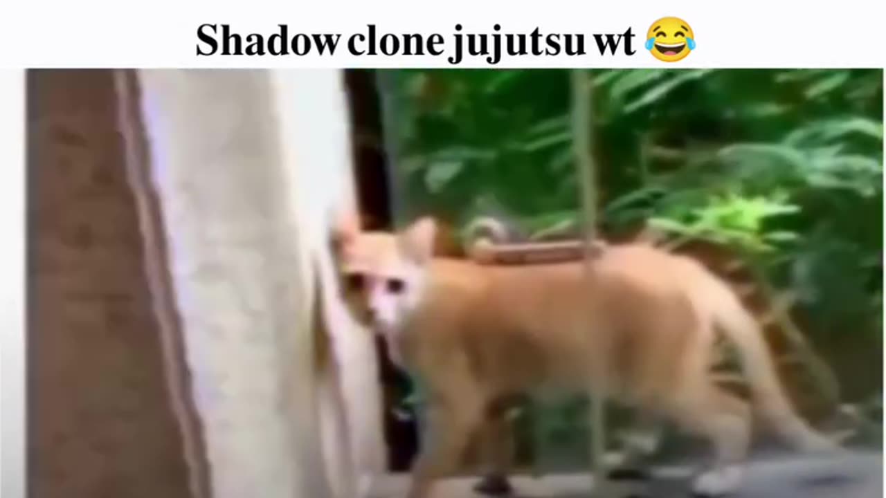 Shadow jitsu