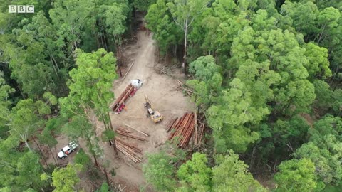 How Drones Are Helping Rescue Koalas From Forest Fires | BBC Earth Witness | BBC Earth