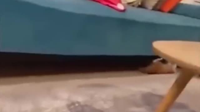 funny cats videos 2023 that looks like play and fun in home