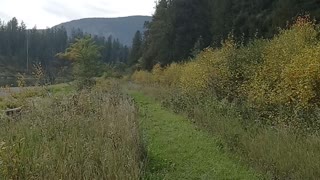 Caterpillar on a Walk