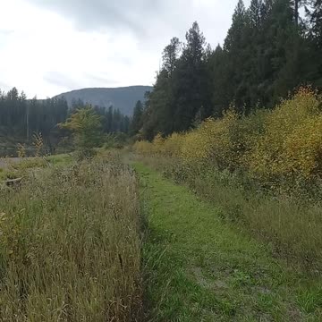 Caterpillar on a Walk