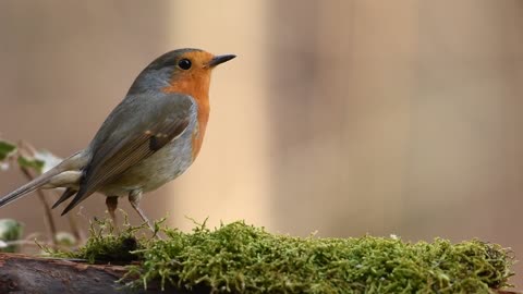 Beautiful bird dancing