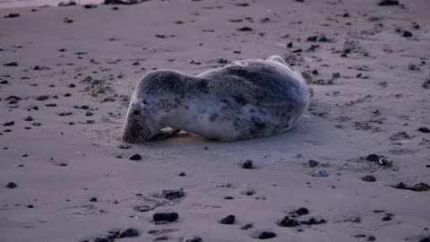 Grey Seals Baltic Sea Young Animal Beach Sleep