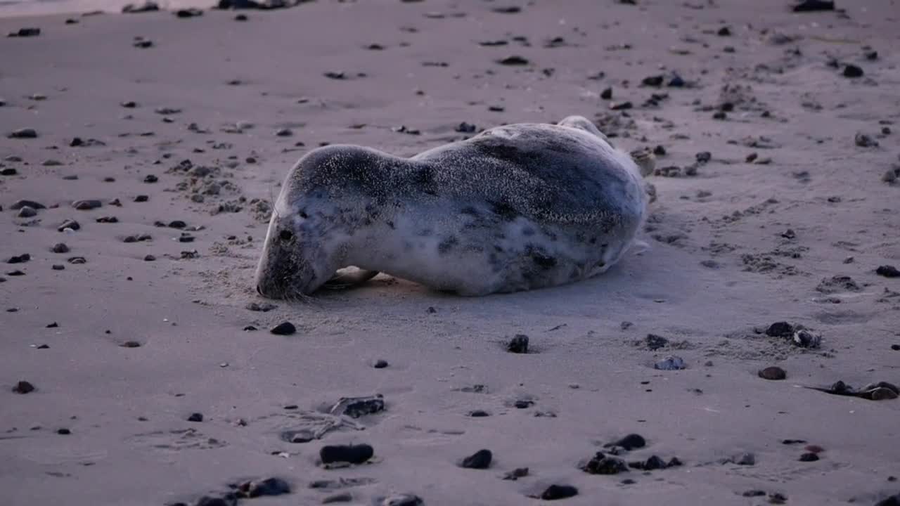 Grey Seals Baltic Sea Young Animal Beach Sleep