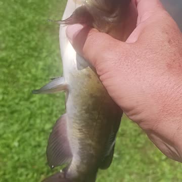 Bullhead catfish