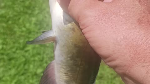 Bullhead catfish