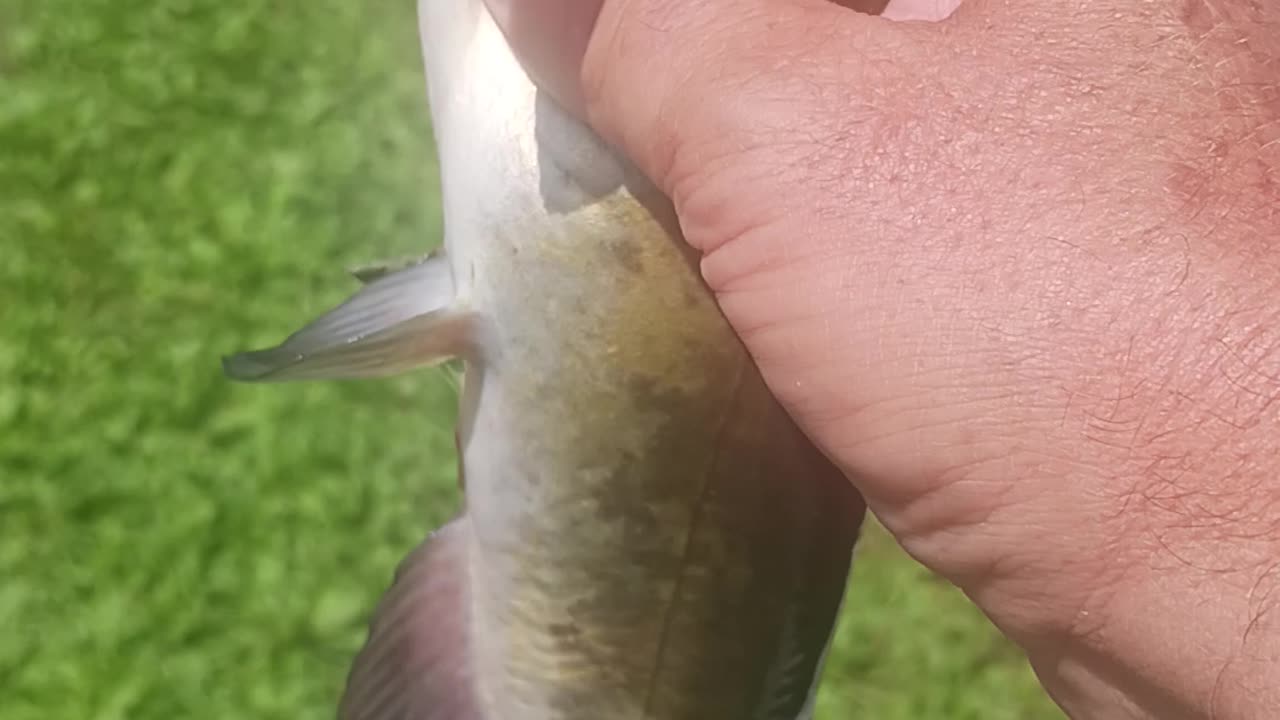 Bullhead catfish