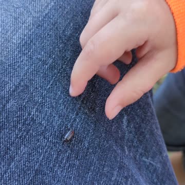 BradKuz76 Turbo Steve! World's fastest pill bug