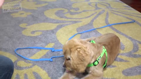 How to Train your Puppy to Come When Called NOW AND FOREVER!