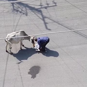 Man helps mama cow move calf off road... 🥲
