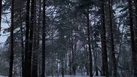 winter fairies covered the forest with a blanket. adorable. #foryoupage