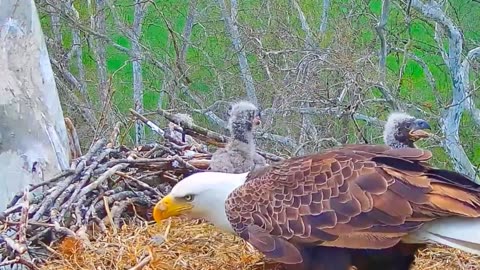 bald eagle family