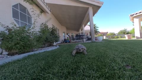 Desert tortoise eating grass VR180