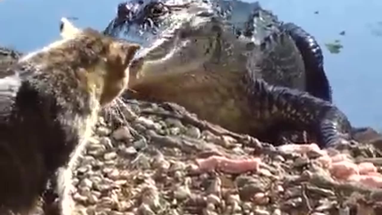 Cat and cocrodis funny pranks video