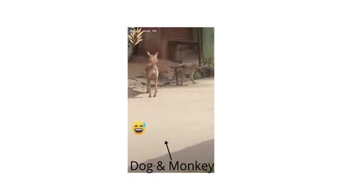 Funny videos of dogs and monkey