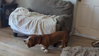 Basset hound is a little upset..