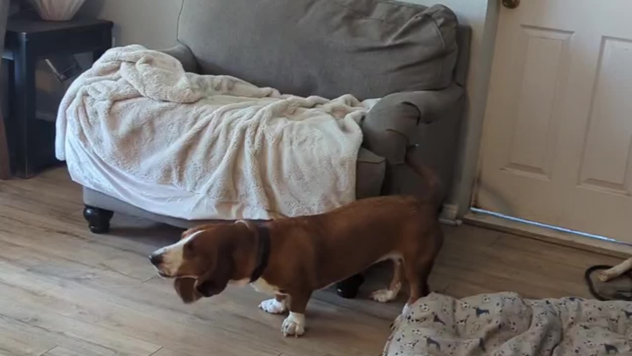 Basset hound is a little upset..