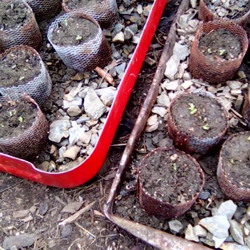 sprouting Artemisia annua