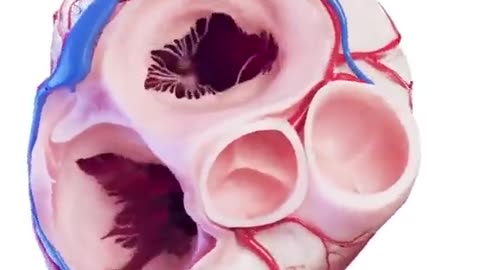 Human heart from the inside