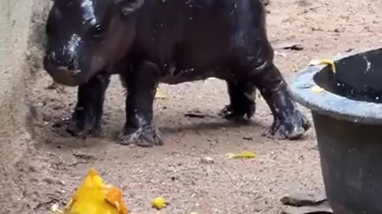 Baby hippo 🦛