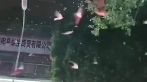 Uncontrolled Swallows Fly After 5.4 Magnitude Earthquake in Southeast China (06.08.2023)