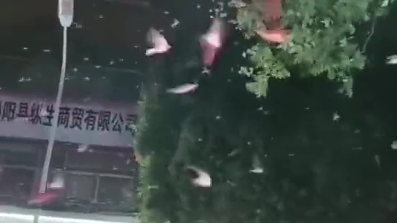 Uncontrolled Swallows Fly After 5.4 Magnitude Earthquake in Southeast China (06.08.2023)