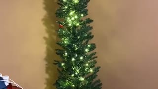 Six Foot Tree Doesn't Quite Delight